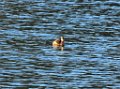 Pied Billed Grebe